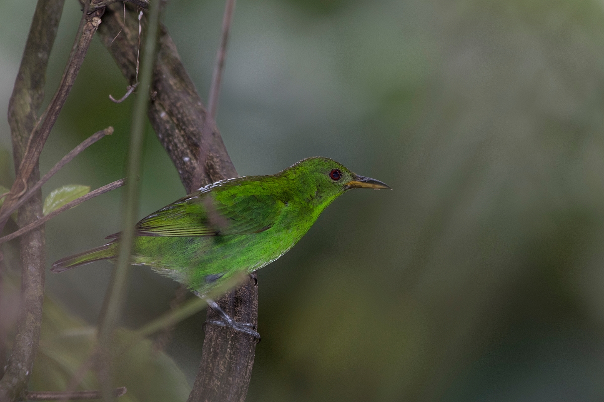 DPPhotography - Costa rica - Green honeycreeper - B.jpg - Green honeycreeper, female - La Qunita de Sarapiqui, Costa Rica