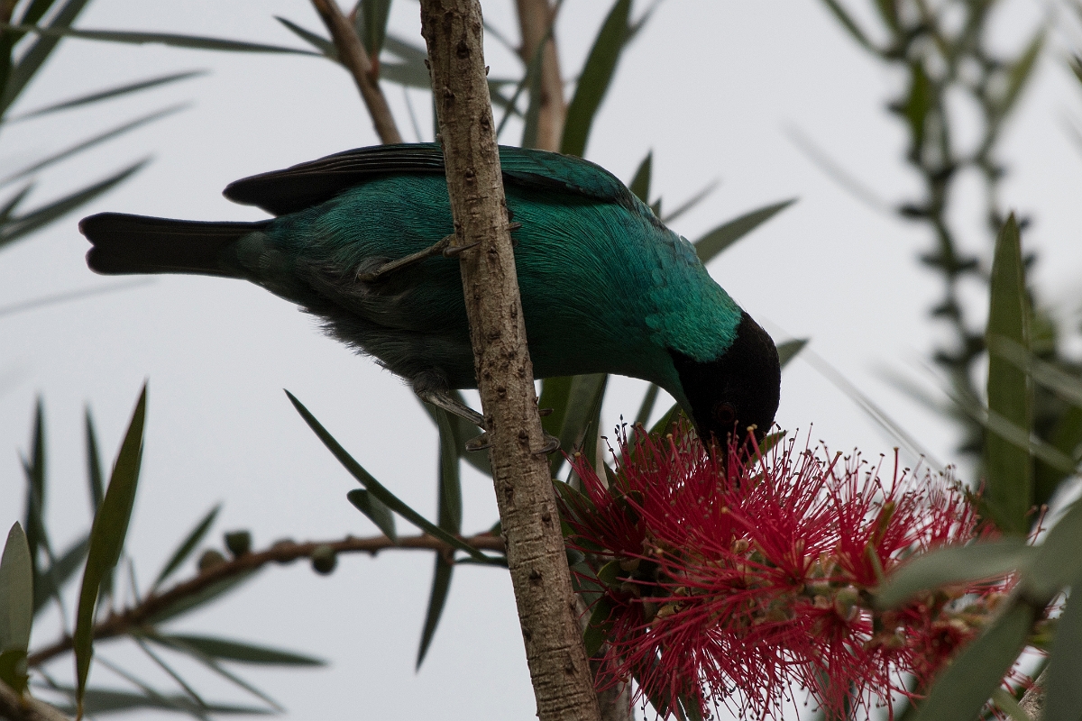 DPPhotography - Costa rica - Green honeycreeper - D.jpg - Green honeycreeper, male - San Gerardo de Dota, Costa Rica