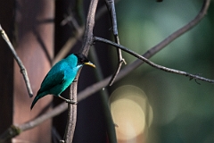 DPPhotography - Costa rica - Green honeycreeper - A