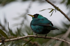 DPPhotography - Costa rica - Green honeycreeper - C
