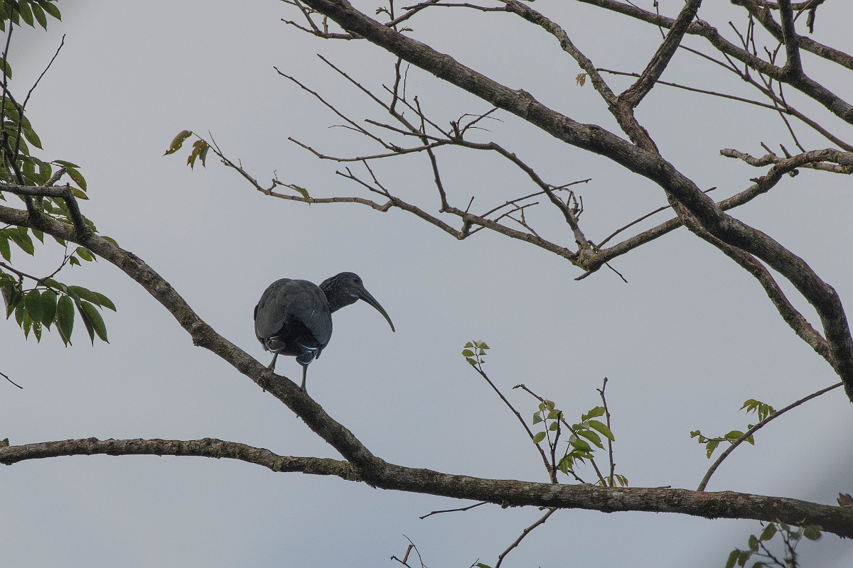DPPhotography - Costa rica - Green ibis - A.jpg - Green ibis - Tortuguero, Costa Rica