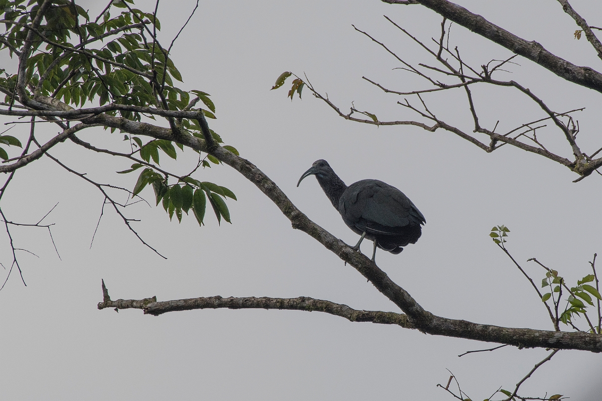 DPPhotography - Costa rica - Green ibis - B.jpg - Green ibis - Tortuguero, Costa Rica