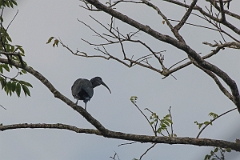 DPPhotography - Costa rica - Green ibis - A