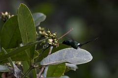 DPPhotography - Costa rica - Green thorntail - B
