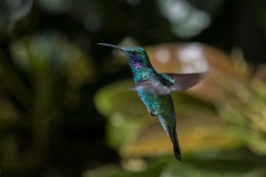 DPPhotography - Costa rica - Green violet-ear - B