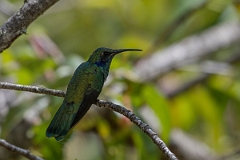 DPPhotography - Costa rica - Green violet-ear - C