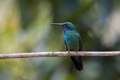 DPPhotography - Costa rica - Green violet-ear - D