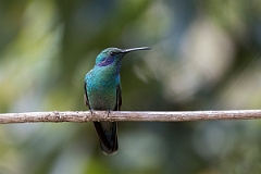 DPPhotography - Costa rica - Green violet-ear - E