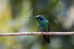 DPPhotography - Costa rica - Green violet-ear - F