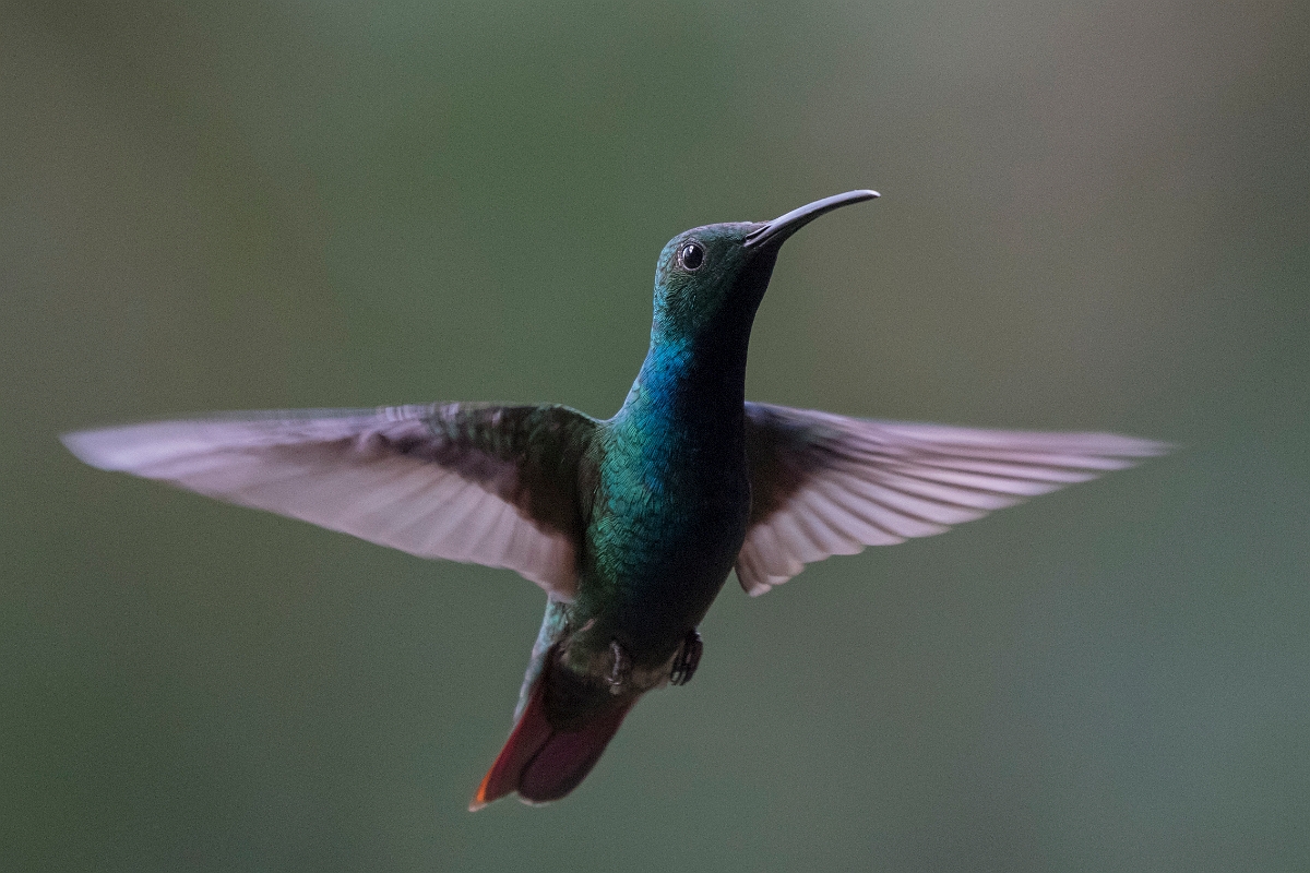 DPPhotography - Costa rica - Green-breasted mango - B.jpg - Green-breasted mango - Rancho Naturalista, Costa Rica