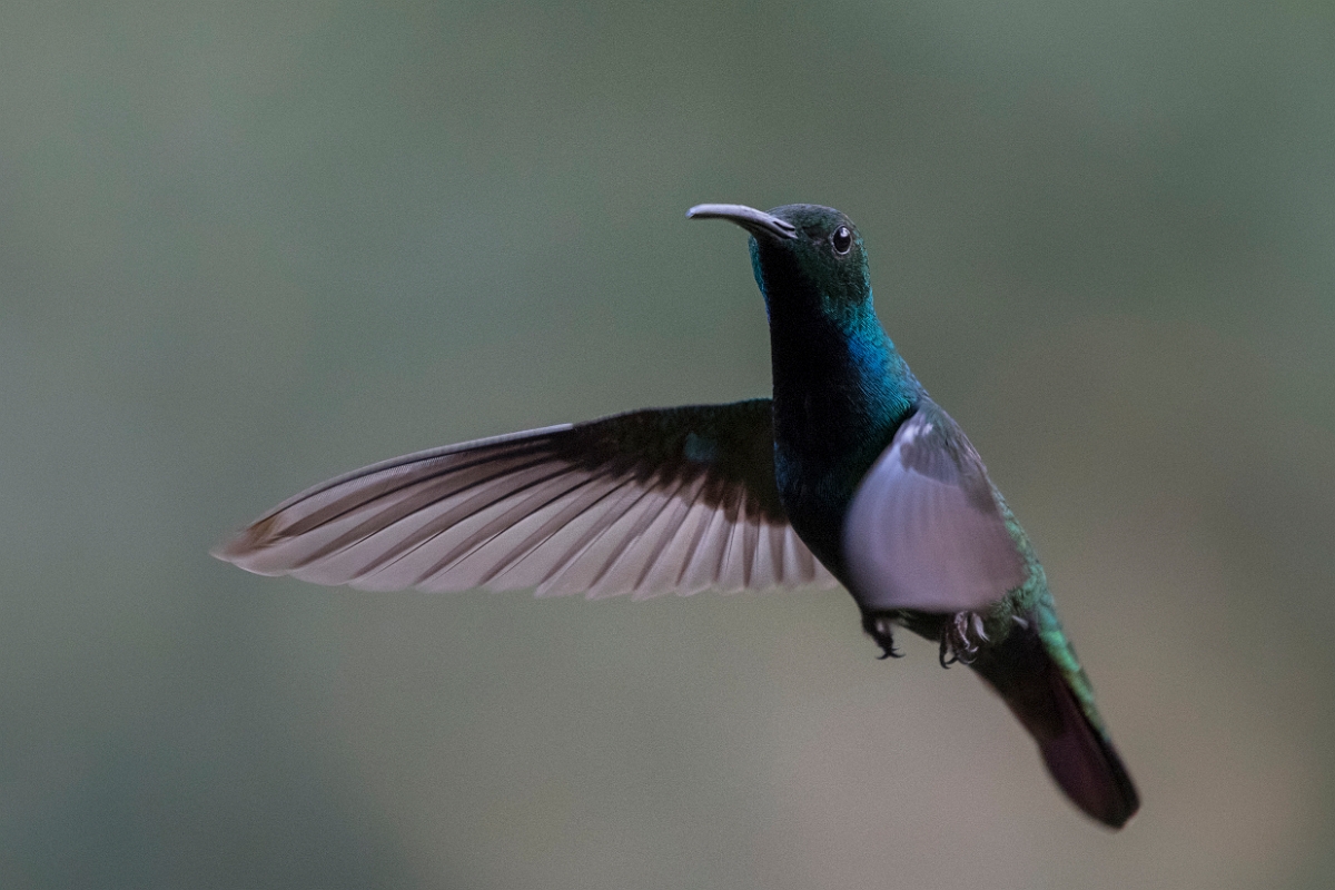DPPhotography - Costa rica - Green-breasted mango - D.jpg - Green-breasted mango - Rancho Naturalista, Costa Rica