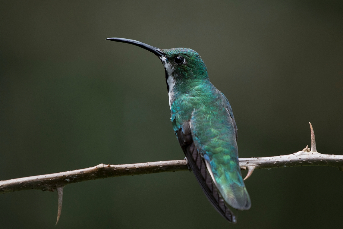 DPPhotography - Costa rica - Green-breasted mango - G.jpg - Green-breasted mango, female - Rancho Naturalista, Costa Rica
