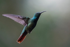DPPhotography - Costa rica - Green-breasted mango - A