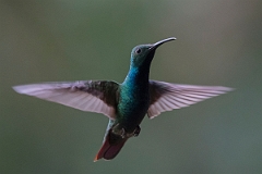 DPPhotography - Costa rica - Green-breasted mango - B