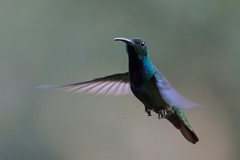 DPPhotography - Costa rica - Green-breasted mango - C