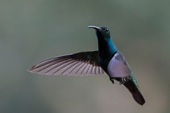 DPPhotography - Costa rica - Green-breasted mango - D
