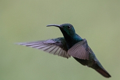 DPPhotography - Costa rica - Green-breasted mango - E