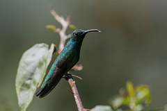 DPPhotography - Costa rica - Green-breasted mango - F
