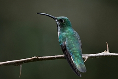 DPPhotography - Costa rica - Green-breasted mango - G