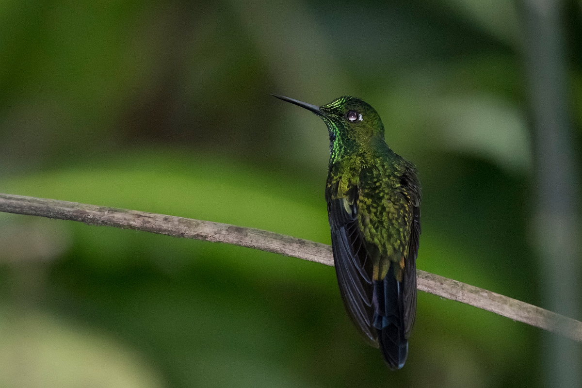 DPPhotography - Costa rica - Green-crowned brilliant - B.jpg - Green-crowned brilliant, male - Rancho Naturalista, Costa Rica