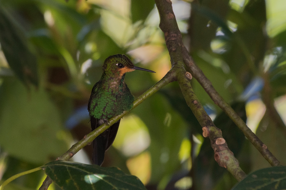 DPPhotography - Costa rica - Green-crowned brilliant - E.jpg - Green-crowned brilliant, juvenile - Rancho Naturalista, Costa Rica
