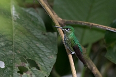DPPhotography - Costa rica - Green-crowned brilliant - A