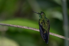 DPPhotography - Costa rica - Green-crowned brilliant - B
