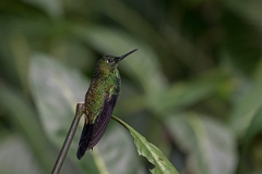 DPPhotography - Costa rica - Green-crowned brilliant - C