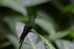 DPPhotography - Costa rica - Green-crowned brilliant - D