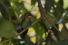 DPPhotography - Costa rica - Green-crowned brilliant - E