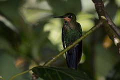 DPPhotography - Costa rica - Green-crowned brilliant - F