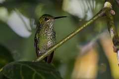 DPPhotography - Costa rica - Green-crowned brilliant - G