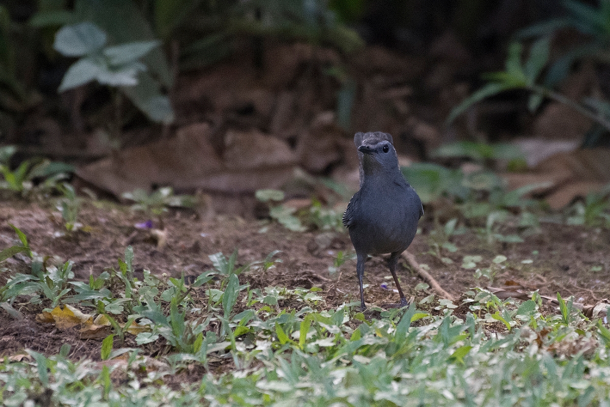 DPPhotography - Costa rica - Gray catbird - A.jpg - Grey catbird - Rancho Naturalista, Costa Rica