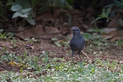 DPPhotography - Costa rica - Gray catbird - A