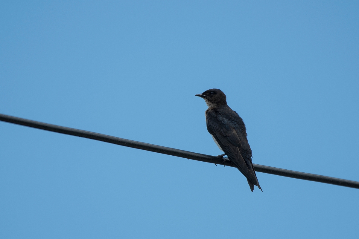DPPhotography - Costa rica - Gray-breasted martin - A.jpg - Grey-breasted martin - Osa peninsula, Costa Rica