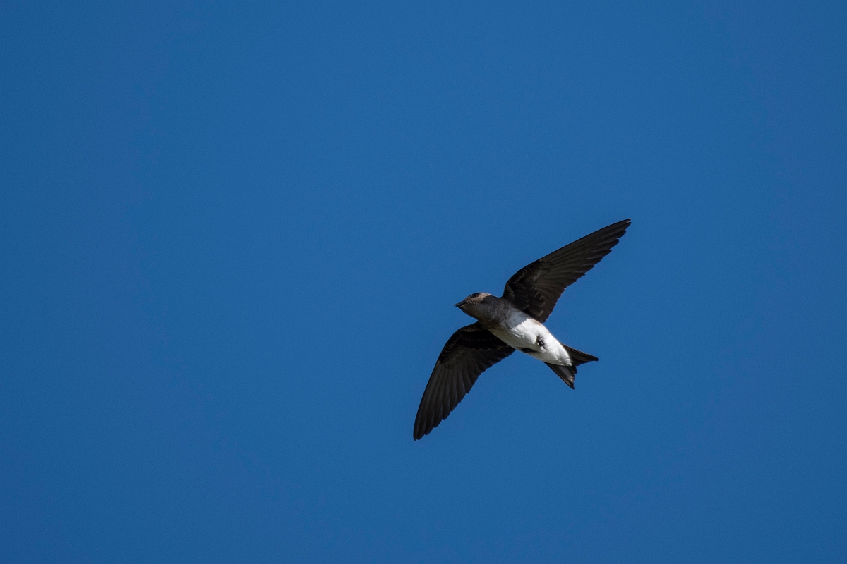 DPPhotography - Costa rica - Gray-breasted martin - B.jpg - Grey-breasted martin - Osa peninsula, Costa Rica