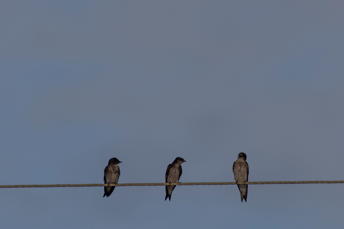 DPPhotography - Costa rica - Gray-breasted martin - C.jpg - Grey-breasted martin - Tortuguero, Costa Rica