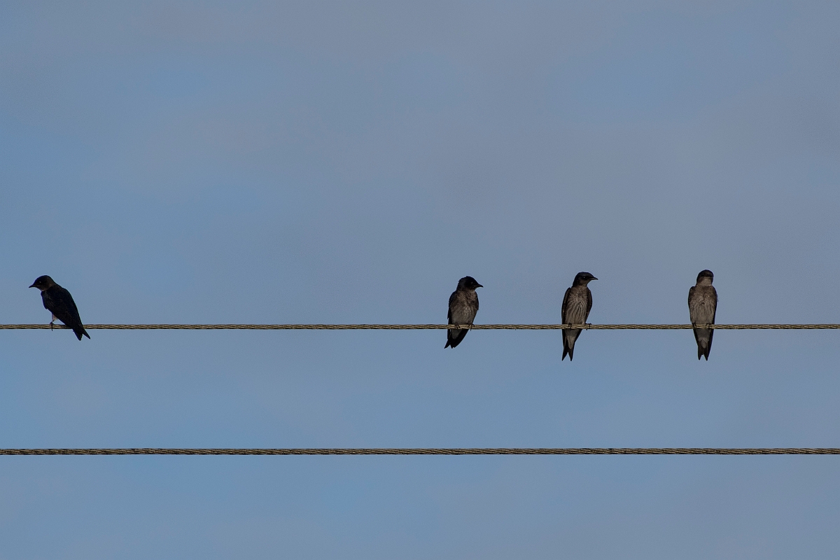 DPPhotography - Costa rica - Gray-breasted martin - D.jpg - Grey-breasted martin - Tortuguero, Costa Rica