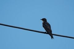 DPPhotography - Costa rica - Gray-breasted martin - A
