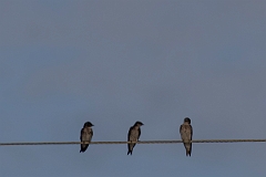 DPPhotography - Costa rica - Gray-breasted martin - C