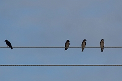 DPPhotography - Costa rica - Gray-breasted martin - D
