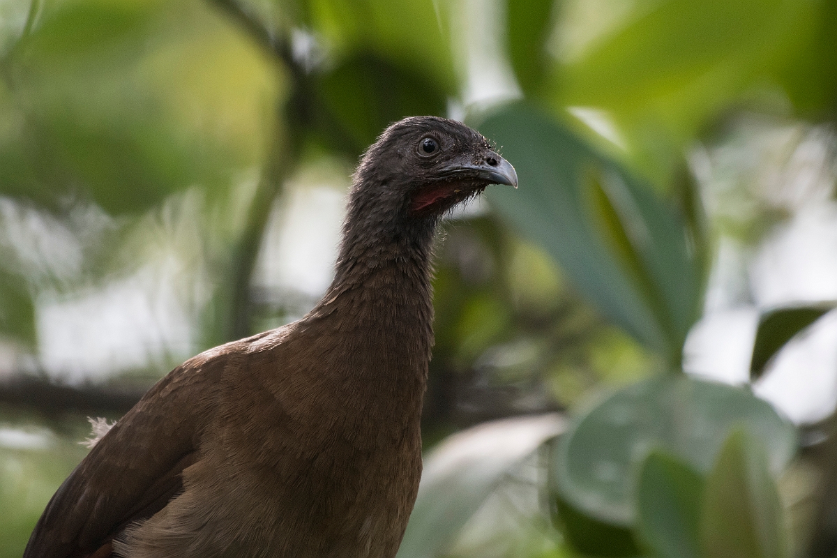 DPPhotography - Costa rica - Gray-headed chacalaca - A.jpg - Grey-headed chacalaca - La Qunita de Sarapiqui, Costa Rica