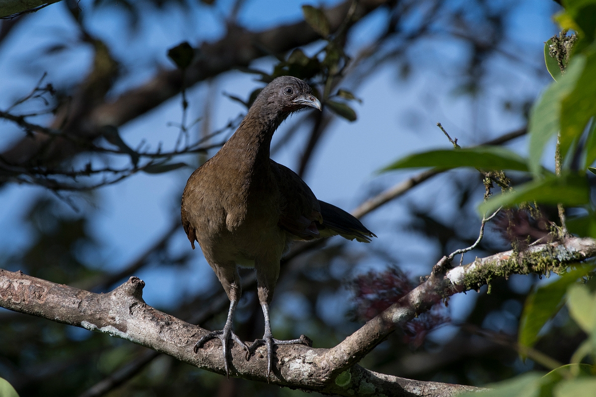 DPPhotography - Costa rica - Gray-headed chacalaca - C.jpg - Grey-headed chacalaca - La Qunita de Sarapiqui, Costa Rica