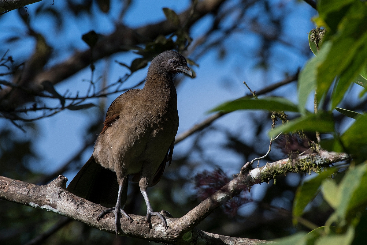 DPPhotography - Costa rica - Gray-headed chacalaca - D.jpg - Grey-headed chacalaca - La Qunita de Sarapiqui, Costa Rica