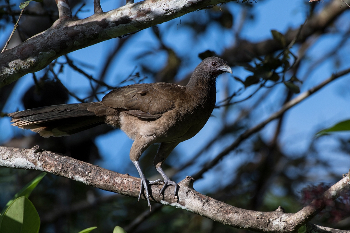 DPPhotography - Costa rica - Gray-headed chacalaca - E.jpg - Grey-headed chacalaca - La Qunita de Sarapiqui, Costa Rica