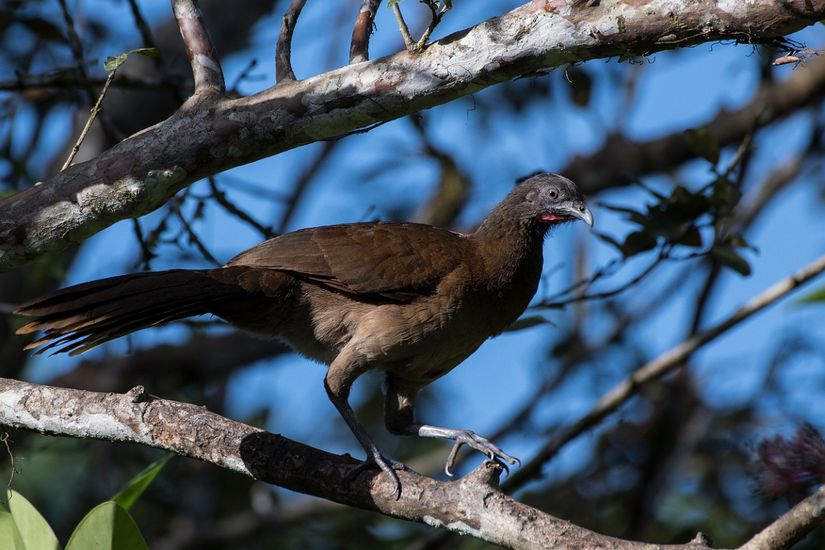 DPPhotography - Costa rica - Gray-headed chacalaca - F.jpg - Grey-headed chacalaca - La Qunita de Sarapiqui, Costa Rica