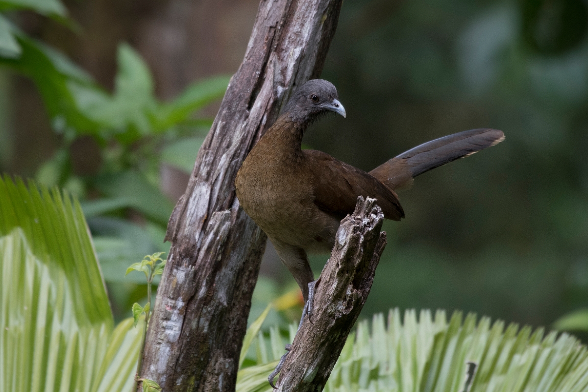 DPPhotography - Costa rica - Gray-headed chacalaca - G.jpg - Grey-headed chacalaca - Rancho Naturalista, Costa Rica