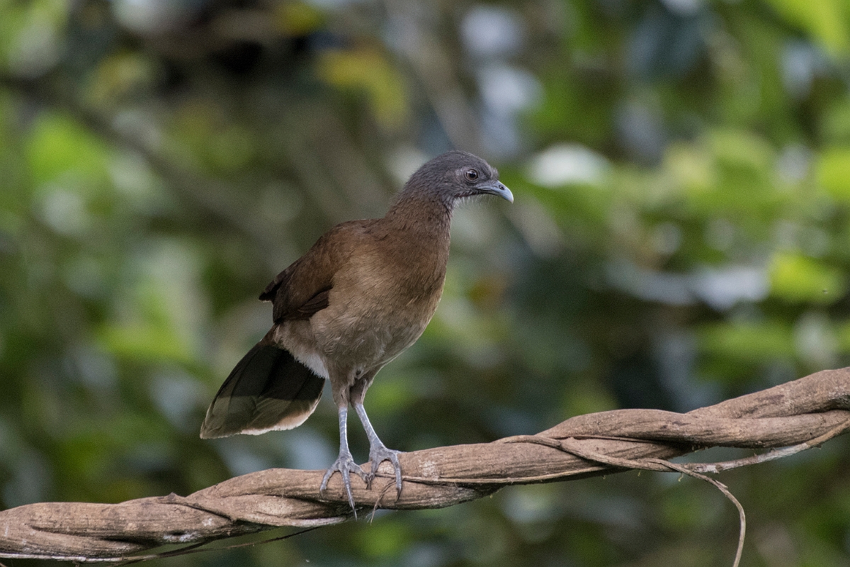 DPPhotography - Costa rica - Gray-headed chacalaca - I.jpg - Grey-headed chacalaca - Rancho Naturalista, Costa Rica