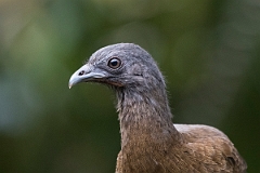 DPPhotography - Costa rica - Gray-headed chacalaca - B