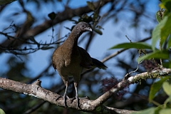 DPPhotography - Costa rica - Gray-headed chacalaca - C